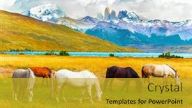  Presentation with wild horses - Slide set consisting of famous-torres-del-paine-park background and a gold colored foreground