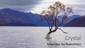  Presentation with new zealand - Amazing presentation theme having famous-wanaka-tree-inside backdrop and a light gray colored foreground