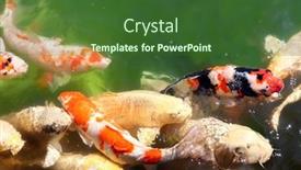  Presentation with fish pond - Audience pleasing presentation design consisting of fancy-carps-koi-fish-cyprinus backdrop and a forest green colored foreground
