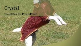  Presentation with fancy - Cool new presentation with fancy-dressed-terrier-dancing backdrop and a  colored foreground