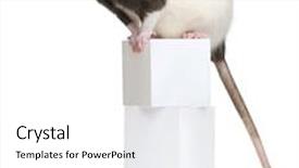  Presentation with white rat - Beautiful slide deck featuring fancy rat 1 year old sitting on boxes in front of white background backdrop and a white colored foreground