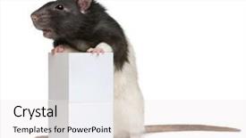  Presentation with white rat - Audience pleasing presentation consisting of fancy rat 1 year old standing against box in front of white background backdrop and a white colored foreground