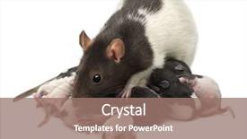  Presentation with babies feeding - Amazing slide deck having fancy rat feeding its babies backdrop and a coral colored foreground