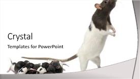  Presentation with white rat - Slide deck consisting of fancy rat next to its background and a white colored foreground
