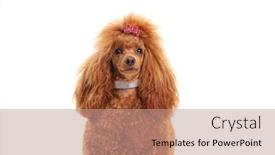  Presentation with poodle - Beautiful PPT theme featuring fancy-red-poodle-dog backdrop and a coral colored foreground
