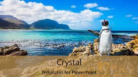  Presentation with atlantic - Presentation theme with fanny african black - white penguin background and a gold colored foreground