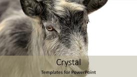  Presentation with rural women in india india - Beautiful theme featuring fanny rural billi goat portrait backdrop and a coral colored foreground