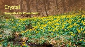  Presentation with marsh - Cool new presentation theme with fantastic carpet of yellow marsh marigold caltha palustris glowing by sunlight dramatic scene and picturesque picture location place carpathian ukraine europe beauty world soft filter effect backdrop and a tawny brown colored foreground