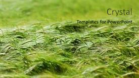  Presentation with green morning - Colorful slides enhanced with fantastic close up of fresh morning green wheat in spring picturesque and gorgeous scene element of design ukraine europe beauty world backdrop and a yellow colored foreground