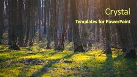  Presentation with woodland - Presentation enhanced with fantastic forest in the sunlight location ukraine europe dramatic spring woodland seasonal background inspired by nature wallpapers discover the beauty of earth background and a tawny brown colored foreground