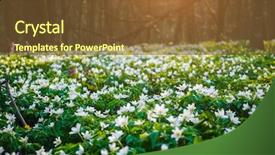  Presentation with sunlight - Amazing presentation having fantastic forest with fresh flowers backdrop and a tawny brown colored foreground