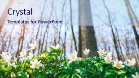  Presentation with sunlight - Presentation theme having fantastic forest with fresh flowers background and a sky blue colored foreground