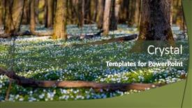  Presentation with sunlight - Colorful slide deck enhanced with fantastic-forest-with-fresh-flowers backdrop and a ocean colored foreground