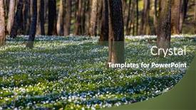 Presentation with snowdrop - Cool new presentation with fantastic-forest-with-fresh-flowers backdrop and a tawny brown colored foreground