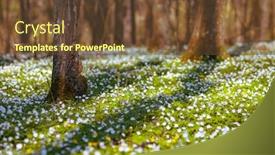  Presentation with snowdrop - Slide set featuring fantastic-forest-with-fresh-flowers background and a tawny brown colored foreground
