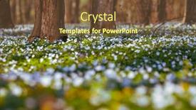  Presentation with snowdrop - Beautiful theme featuring fantastic-forest-with-fresh-flowers backdrop and a tawny brown colored foreground