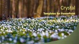  Presentation with snowdrop - Beautiful theme featuring fantastic-forest-with-fresh-flowers backdrop and a tawny brown colored foreground