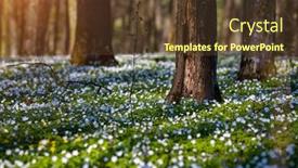  Presentation with snowdrop - PPT layouts with fantastic-forest-with-fresh-flowers background and a tawny brown colored foreground