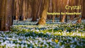  Presentation with snowdrop - Theme having fantastic-forest-with-fresh-flowers background and a tawny brown colored foreground