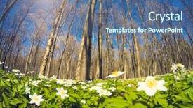  Presentation with snowdrop - Cool new PPT theme with fantastic forest with fresh flowers backdrop and a ocean colored foreground