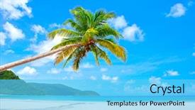 Presentation with palm tree - PPT layouts enhanced with fantastic palm tree over tropical background and a light blue colored foreground