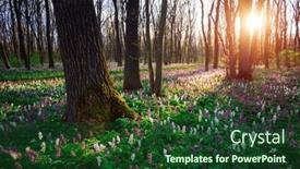  Presentation with earth day - Slides having fantastic-spring-glade-in-forest background and a forest green colored foreground