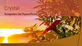  Presentation with tropical flowers - Theme with fantastic-tropical-sunset-in-flowers background and a red colored foreground