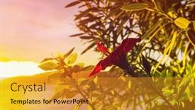  Presentation with tropical flowers - Presentation theme consisting of fantastic-tropical-sunset-in-flowers background and a gold colored foreground