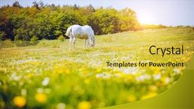  Presentation with wild horse - Cool new presentation design with fantastic view of floral pasture backdrop and a yellow colored foreground