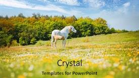  Presentation with wild horse - Beautiful presentation theme featuring fantastic view of floral pasture backdrop and a yellow colored foreground