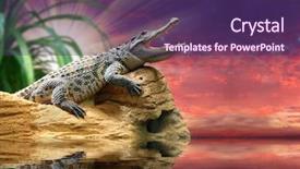  Presentation with crocodile - Cool new theme with fantasy dragons - crocodile against sunset sky backdrop and a violet colored foreground
