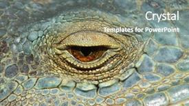  Presentation with eye - Beautiful slides featuring fantasy dragons - eye of the chameleon backdrop and a gray colored foreground