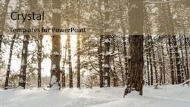  Presentation with pine trees - Presentation theme featuring faries - sun in the beautiful pine background and a  colored foreground