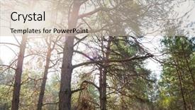  Presentation with summer sun - PPT layouts having faries - sun in the beautiful summer background and a  colored foreground