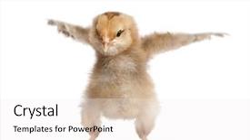  Presentation with old days - Cool new slides with farm animals - araucana chicken 8 days old backdrop and a white colored foreground