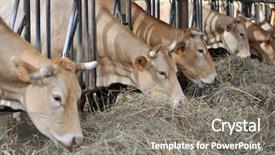  Presentation with barn - Slides having farm animals - closeup of cows in barn background and a gray colored foreground