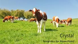  Presentation with switzerland - PPT layouts enhanced with farm animals - cows in emmental region switzerland background and a yellow colored foreground
