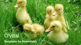  Presentation with walking - PPT layouts consisting of farm animals - cute little ducklings walking background and a forest green colored foreground