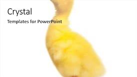  Presentation with yellow - Cool new slides with walk on a lily pad backdrop and a gray colored foreground