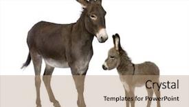  Presentation with old farm - Audience pleasing presentation theme consisting of farm animals - donkey 4 years old backdrop and a coral colored foreground