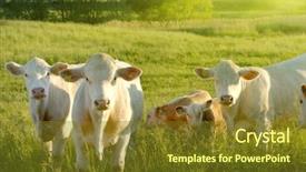  Presentation with farm - Presentation theme featuring farm animals - happy cows background and a tawny brown colored foreground