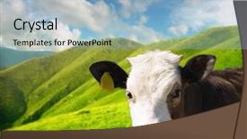  Presentation with head - Slides having farm animals - head of the calf background and a light blue colored foreground