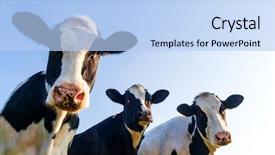  Presentation with pasture - Presentation enhanced with farm animals - holstein cows in the pasture background and a light blue colored foreground