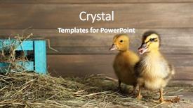  Presentation with barn - Slide set with farm animals - little cute duckling in barn background and a coral colored foreground