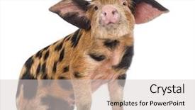  Presentation with old farm - Colorful presentation design enhanced with farm animals - oxford sandy and black piglet backdrop and a light gray colored foreground