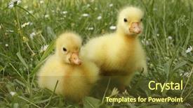  Presentation with chicks - Cool new slides with farm animals - two goose chicks goslings backdrop and a tawny brown colored foreground
