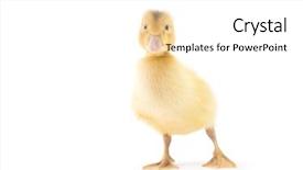  Presentation with animals - Presentation design enhanced with farm animals - yellow duckling on white background background and a white colored foreground