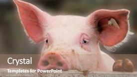  Presentation with pig farm - Amazing PPT theme having farm animals - young cute pig overlooking backdrop and a coral colored foreground