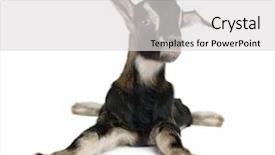  Presentation with old farm - Slides with farm animals - young goat 3weeks old background and a light gray colored foreground