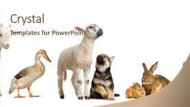  Presentation with farm - Cool new slides with farm animals in front backdrop and a cream colored foreground